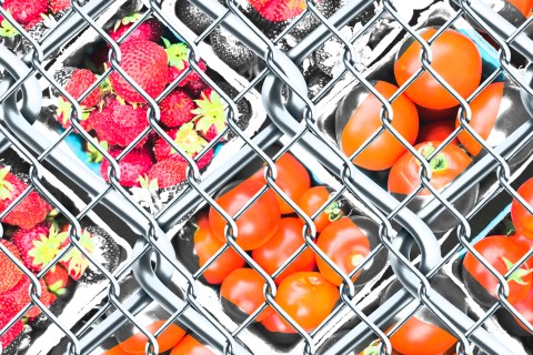 strawberries and tomatoes in containers covered by fencing