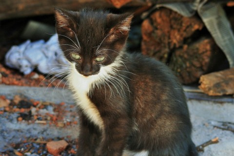 black kitten with white boots